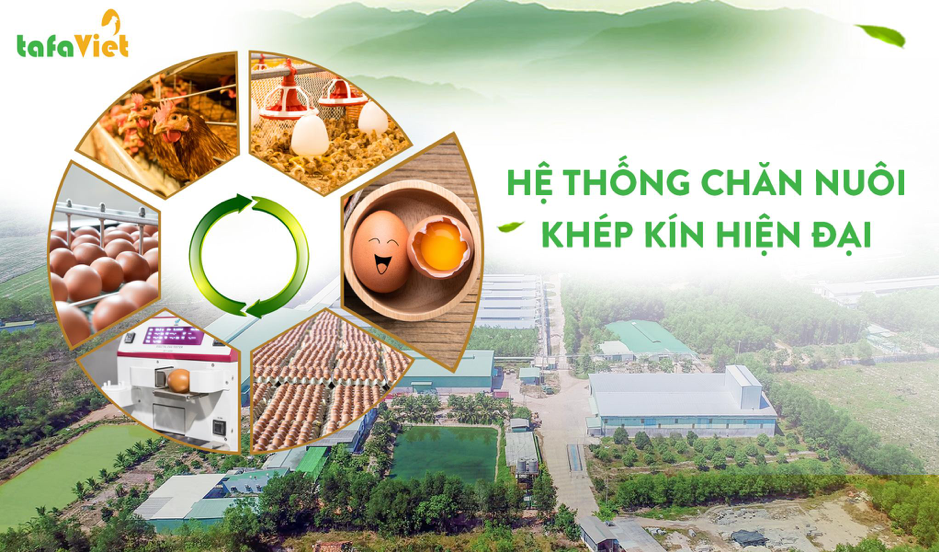 Tafa Việt cung cấp trứng gà từ trang trại xanh khép kín